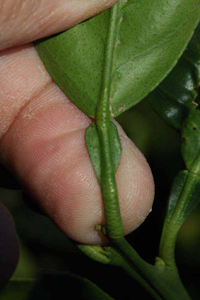              Petiole (Palmer, Riverside, CA)       